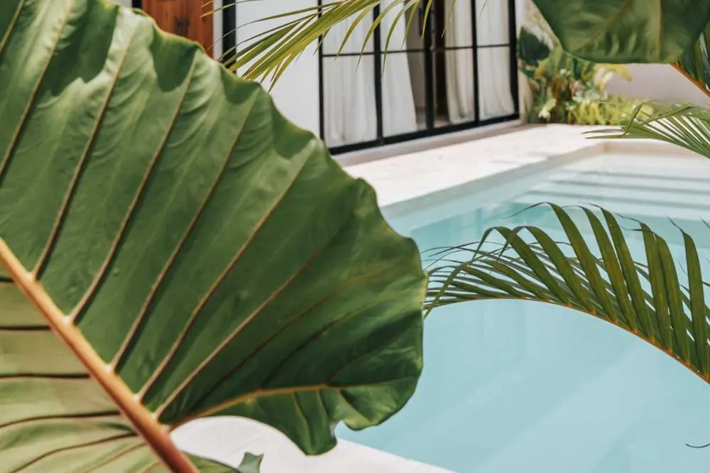 Pool zwischen tropischen Pflanzen